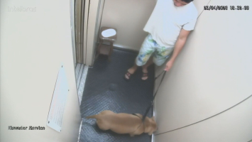 'A pessoa que o cão mais confiava', delegado diz que equipe ficou chocada com cachorro morto por tutor em Copacabana